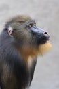 Mandrill (Mandrillus sphinx) close up Royalty Free Stock Photo