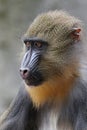 Mandrill (Mandrillus sphinx) close up Royalty Free Stock Photo