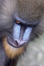 Mandrill (Mandrillus sphinx) close up Royalty Free Stock Photo