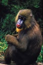 MANDRILL mandrillus sphinx, FEMALE SITTING ON GROUND Royalty Free Stock Photo