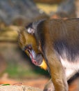 Mandrill Mandrillus sphinx