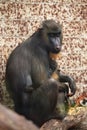 Mandrill (Mandrillus sphinx). Royalty Free Stock Photo