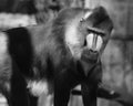 Mandrill Mandrillus sphinx looking towards the camera. is a primate of the Cercopithecidae family Royalty Free Stock Photo