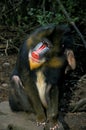 MANDRILL mandrillus sphinx, MALE SCRATCHING ITS HEAD WITH FIND FOOT Royalty Free Stock Photo