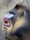 Mandrill Mandrillus sphinx Royalty Free Stock Photo