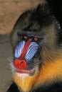 MANDRILL mandrillus sphinx, PORTRAIT OF MALE WITH BEAUTIFULL COLORS Royalty Free Stock Photo