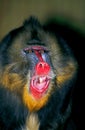 Mandrill, mandrillus sphinx, Portrait of Male with Open Mouth Royalty Free Stock Photo