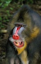 Mandrill, mandrillus sphinx, Portrait of Male with Open Mouth Royalty Free Stock Photo