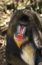 Mandrill, mandrillus sphinx, Portrait of Male, Scratching Head Royalty Free Stock Photo