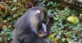 Mandrill, mandrillus sphinx, Portrait of Male, scratching its head Royalty Free Stock Photo