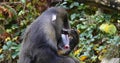 Mandrill, mandrillus sphinx, Portrait of Male, scratching its head Royalty Free Stock Photo