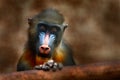 Mandrill, Mandrillus sphinx, primate monkey, sitting on tree branch in dark tropic forest. Animal in nature habitat, in forest. De