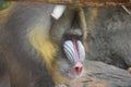 The mandrill Mandrillus sphinx is a primate of the Old World monkey Royalty Free Stock Photo