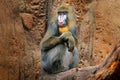 Mandrill, Mandrillus sphinx, sitting on tree branch in dark tropical forest. Animal in nature habitat, in forest. Detail portrait Royalty Free Stock Photo