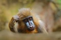 Mandrill, Mandrillus sphinx, sitting on tree branch in dark tropical forest. Animal in nature habitat, in forest. Detail portrait