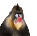 Mandrill - Mandrillus sphinx 22 years old Royalty Free Stock Photo