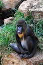 Mandrill monkey