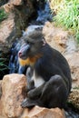 Mandrill monkey Royalty Free Stock Photo