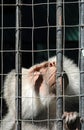 Mandrill monkey behind bars looking up