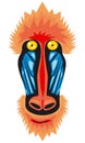 Mandrill monkey head