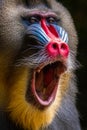 Mandrill monkey with Open his mouth