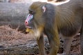 Mandrill Monkey Profile