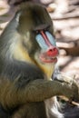 Male Mandrill monkey in a zoo