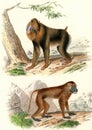 The Mandrill, The Papion, vintage engraving