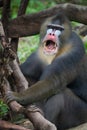 Mandrill Royalty Free Stock Photo