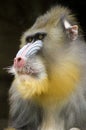 Mandrill