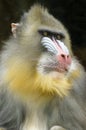 Mandrill