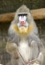 Mandrill Royalty Free Stock Photo