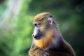 Mandrill profile