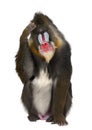 Mandrill scratching head, Mandrillus sphinx Royalty Free Stock Photo