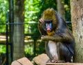 Mandrill scratching its head, funny baboon thinking, tropical primate specie from Africa Royalty Free Stock Photo