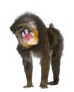 Mandrill shaking- Mandrillus sphinx