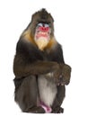 Mandrill sitting and grimacing