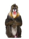 Mandrill sitting, Mandrillus sphinx Royalty Free Stock Photo