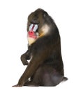 Mandrill sitting, Mandrillus sphinx Royalty Free Stock Photo