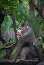 Mandrill