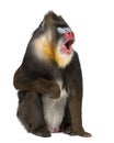 Mandrill sitting and shouting