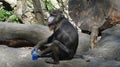 Mandrill sitting on a tree holding plastic bottle Royalty Free Stock Photo