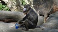 Mandrill sitting on a tree holding plastic bottle