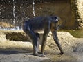 Mandrill standing on ground