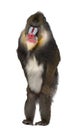 Mandrill standing, Mandrillus sphinx