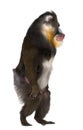 Mandrill walking, Mandrillus sphinx