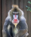 Mandrill wild monkey staring sitting