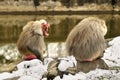 Mandrill Yawning