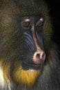 Mandrill- Young Alpha Male Royalty Free Stock Photo
