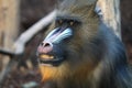 Headshot of a mandrill.